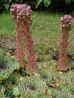 Покривен дебелец (S. tectorum)