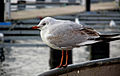 Juvenile first winter.