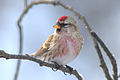 Zsezse (Carduelis flammea)