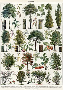 Arbres: bois, feuilles, fruits, etc., première planche.