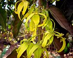 Flores de Cananga odorata