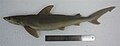 Blackspot shark (Carcharhinus sealei)