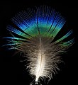 雄性蓝孔雀的羽毛