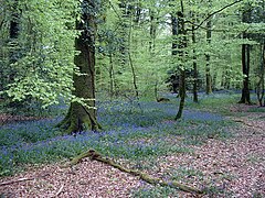 Forêt d'Andaine