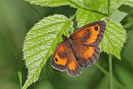 Gatekeeper (Pyronia tithonus) male 2