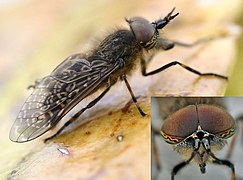 Haematopota pluvialis, macho con ojos holópticos. Bandeado diferente al de las hembras y menor desarrollo del aparato bucal.