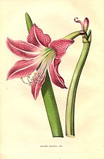 Hippeastrum reticulatum (L'Heritier) Herb.