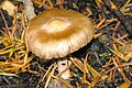 !!Inocybe grammata!!