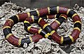 Image 17A venomous coral snake uses bright colours to warn off potential predators. (from Animal coloration)