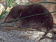 Brown tenrec