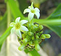 M. citrifolia ផ្កា