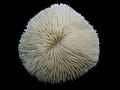 Mushroom Coral skeleton