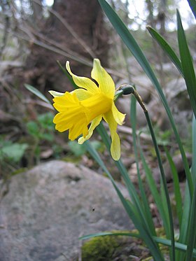 Spansk narcis (Narcissus asturiensis).