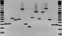 A Graph of PCR Gel electrophoresis