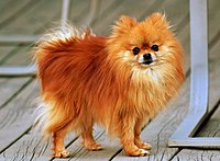 Pomeranian ŝpicon.