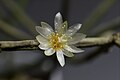 Rhipsalis neves-armondii forma neves-armondii (yellow stamen)