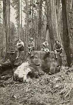 "Seventeen-foot redwood stump. Cut January 1933. Age 1500+ years. Noyo River, about 3/4 mile above railroad trestle over Redwood Creek and between Irmulco and Shake City, Mendocino County, California" (photo by Emanuel Fritz)