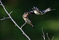 Juvenile being fed