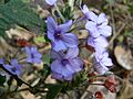 Eranthemum roseum