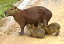 Capibara