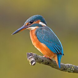 Martin-pêcheur d'Europe (Alcedo atthis) perché sur une branche. (définition réelle 2 000 × 2 000)