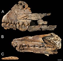 Holotypes of Ferrodraco, Mythunga and Aussiedraco.jpg