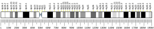 Chromosome 4 humain