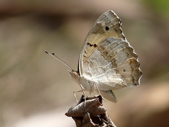 Бабочка Junonia hierta