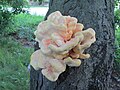 Laetiporus sulphureus