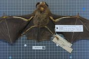 Brown bat