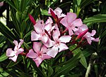 Miniatura para Nerium oleander