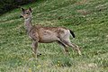 Image 40Black-tailed deer graze at Deer Park in Olympic National Park (from Washington (state))