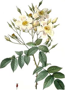 Rosa moschata.jpg