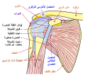 رسم تخطيطي لمفصل الكتف في الإنسان، من الأمام