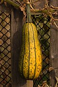 'Delicata' squash