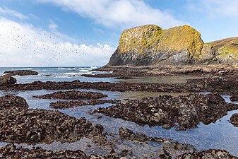 Rocks at Yaquina Head, with tidepools.