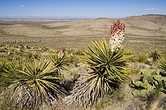 Yucca treculeana