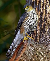 Roodbillesperwer (Accipiter erythronemius)