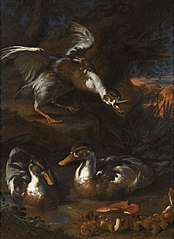 Canards dans un paysage boisé et champignons (XVIIe siècle), Angelo Maria Rossi[7]