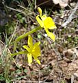 Narcissus assoanus