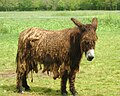 Âne du Poitou au naturel