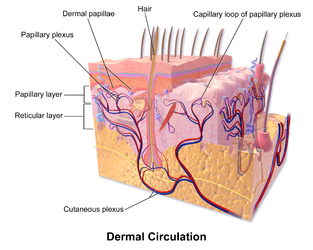 Blood supply of the dermis.