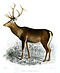 Cerf du Cachemire ou hangul.