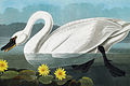 Jean-Jacques Audubon, Cygne siffleur (Cygnus columbianus), Les Oiseaux d'Amérique