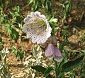 Roter Fingerhut mit Riesenblüte (Pseudo-Pelorie)