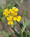 Erysimum helveticum