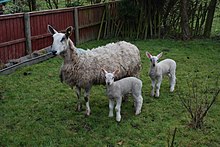 A Bluefaced Leicester ewe and her lambs stand in a garden on green grass.