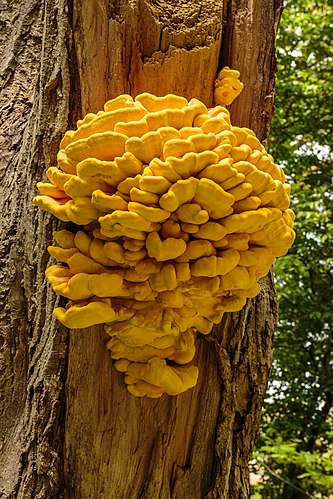 Трутовик серно-жёлтый (Laetiporus sulphureus) на гинкго двулопастном (Ginkgo biloba)