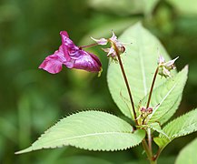 Balsamine de l'Himalaya (Impatiens glandulifera) ; Grande plante spectaculaire poussant dans les lieux humides.