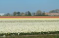 Lisse, Feld mit Tulpen in verschiedenen Farben